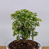 Aralia Miniature white, with 5.5 inches white decor pot
